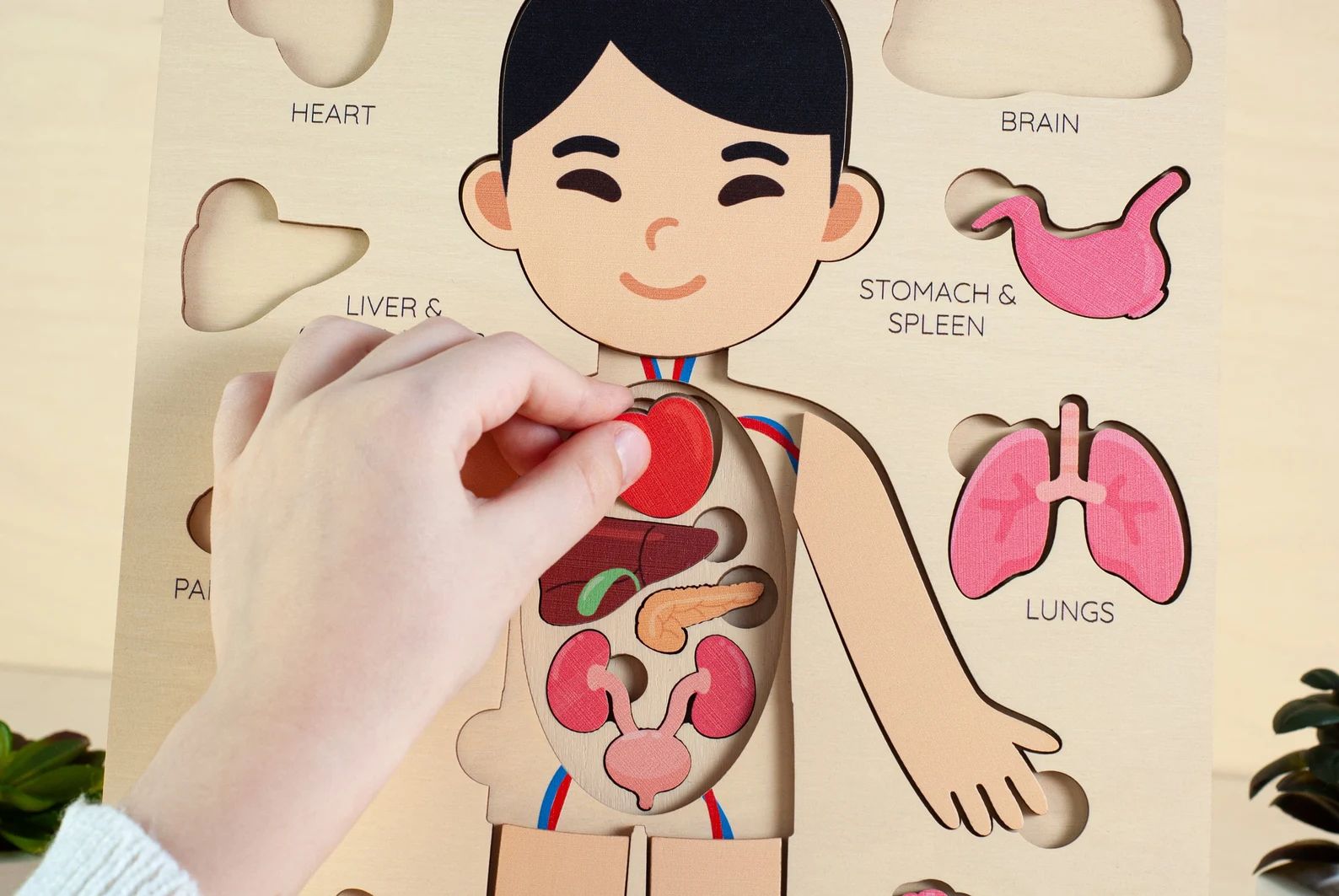 Montessori toys, human body puzzle, toddler toys wooden human puzzle kids anatomy puzzle human an... | Etsy (US)