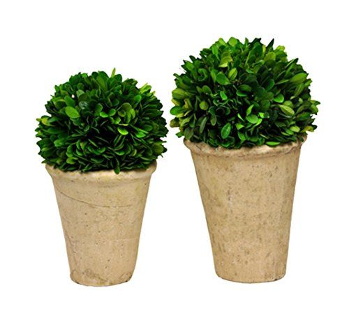 Galt International Naturally Preserved Real Boxwood Ball Topiary Plants with Restoration Style Pots, | Amazon (US)