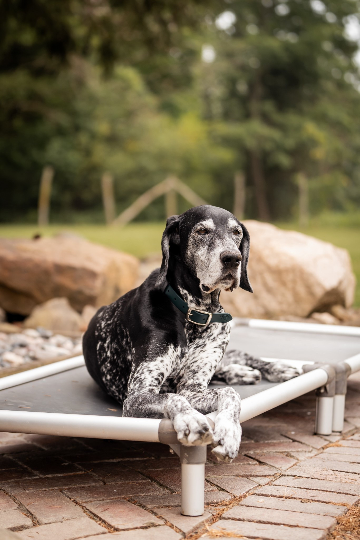 Kuranda elevated bed 

#LTKPets #LTKFamily