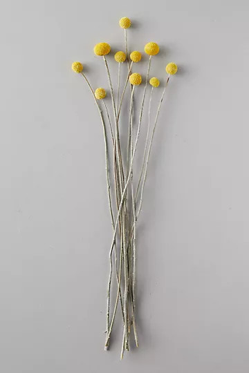 Dried Craspedia Bunch | Anthropologie (US)