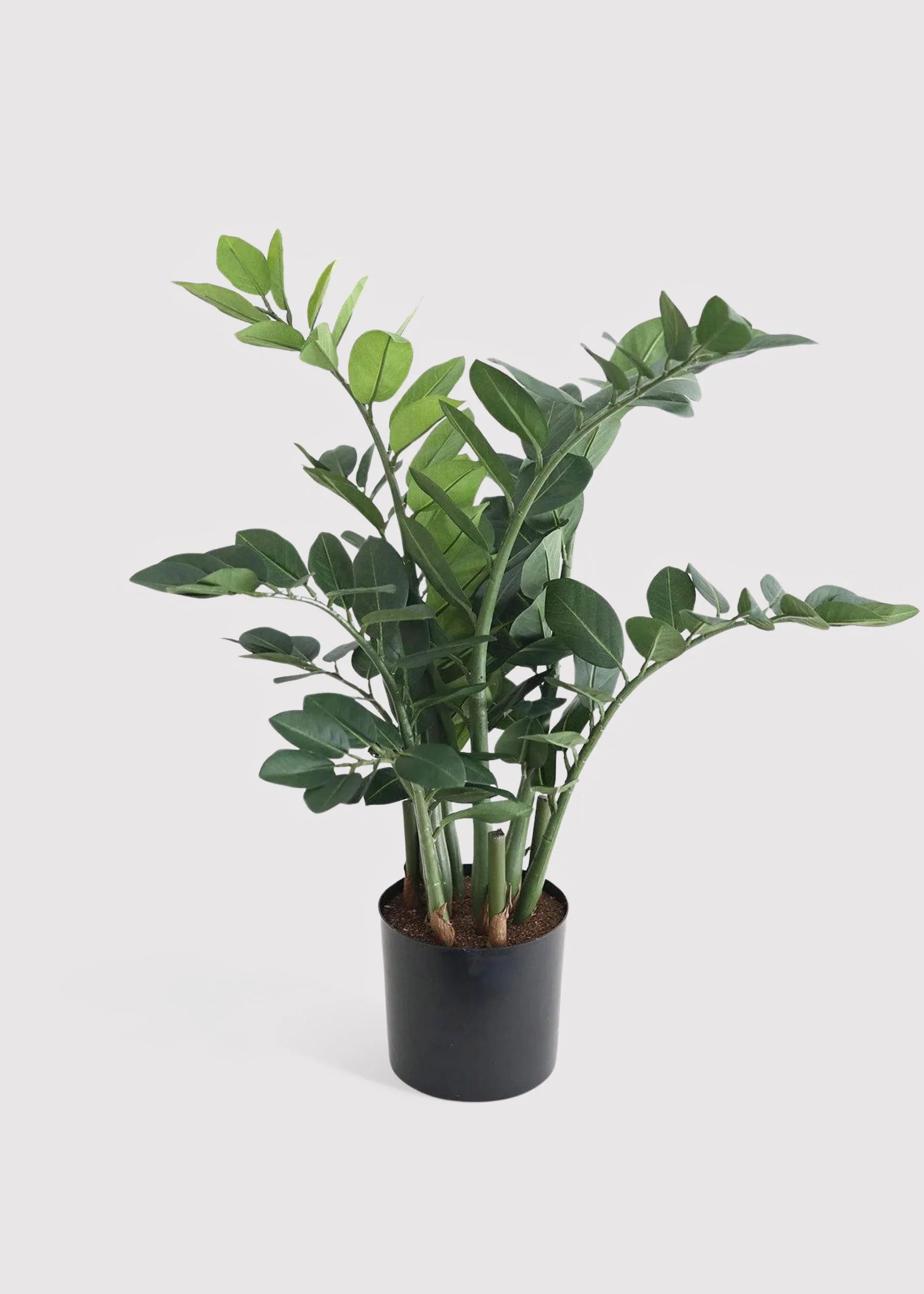 UV Treated ZZ Plant in Pot | Fake Outdoor Potted Plants at Afloral | Afloral