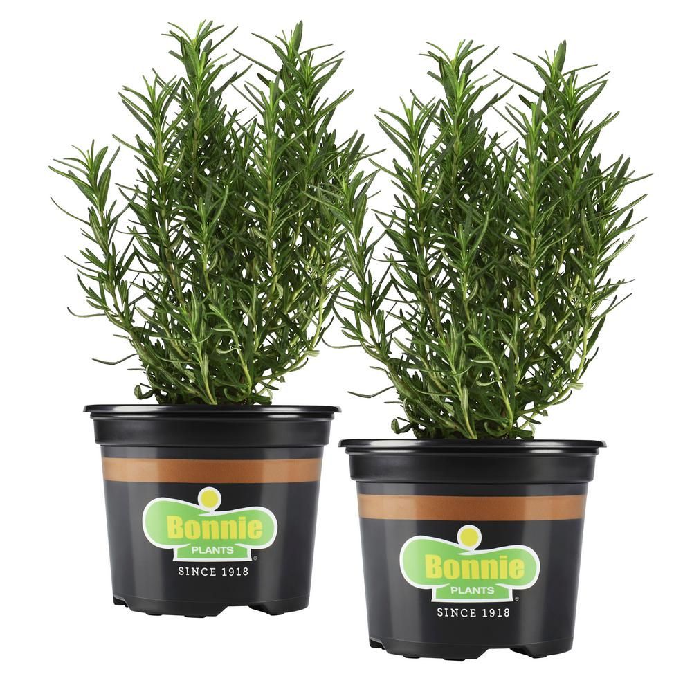 25 oz. Rosemary (2-Pack Live Plants) | The Home Depot