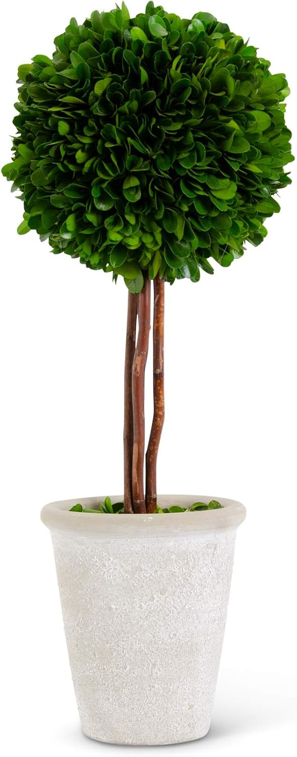 K&K Interiors 17261A-2 17 Preserved Boxwood Ball Topiary in White Wash Terra Cotta Pot, Green | Amazon (US)
