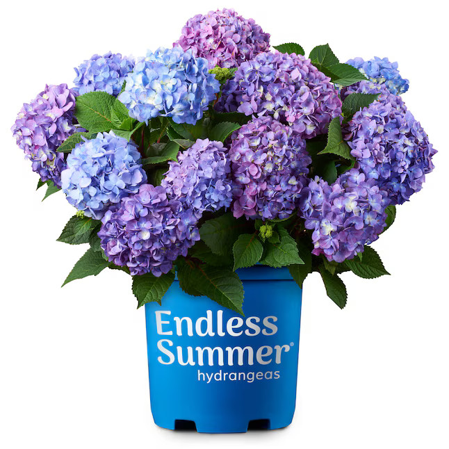 Endless Summer 1 -Gallon Bloomstruck Bigleaf Hydrangea Flowering Shrub with Purple Blooms 1 -Pack... | Lowe's