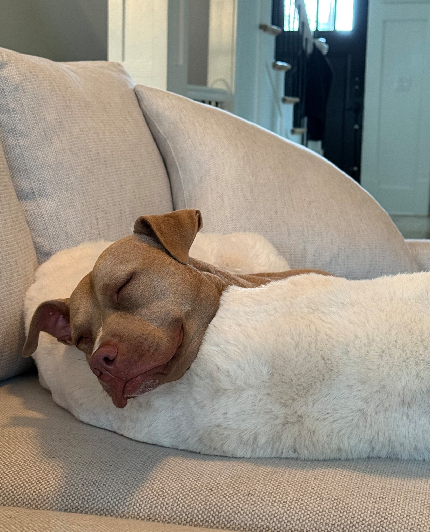 Furniture protector! The dogs love to use this faux fur bolstered mat and it keeps your fabric clean. 

#LTKSaleAlert #LTKHome