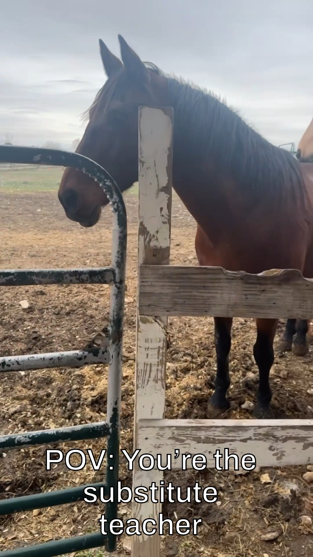 Even horses act up where there’s a substitute horse caregiver in the barn. 🫠🐴

#horselife #countrylife #equinetherapy #barnlife

#LTKWatchNow #LTKActive #LTKPets