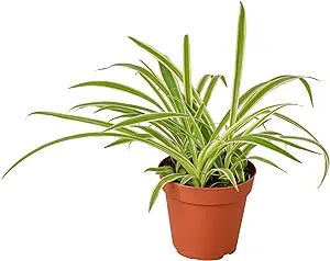 House Plant Shop | Spider 'Reverse' - 4" Pot | Live Indoor Plant | Easy to Care | Natural Décor ... | Amazon (US)