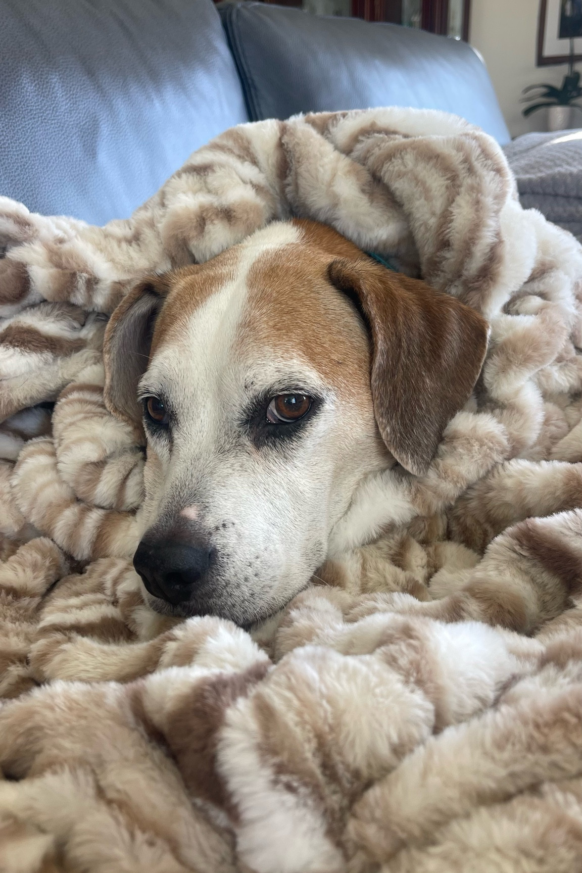 Bruce has stolen my Lola Blanket and I don’t think I’m getting it back! 
35% off with code: KRISTINDAVIS

#LTKSaleAlert #LTKHome