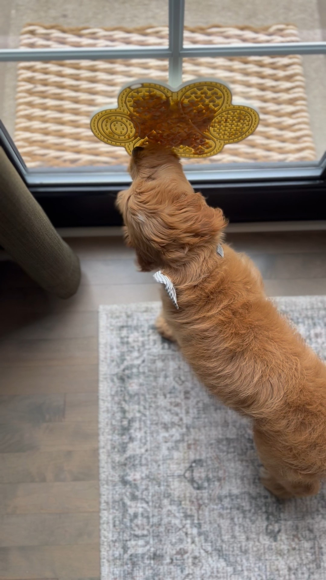 Russell’s enrichment lick mat. 

#LTKPets #LTKHome #LTKFindsUnder50