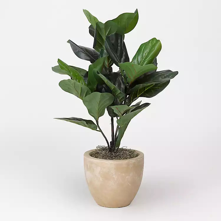 Fiddle Leaf Fig Plant in Round Tan Planter | Kirkland's Home