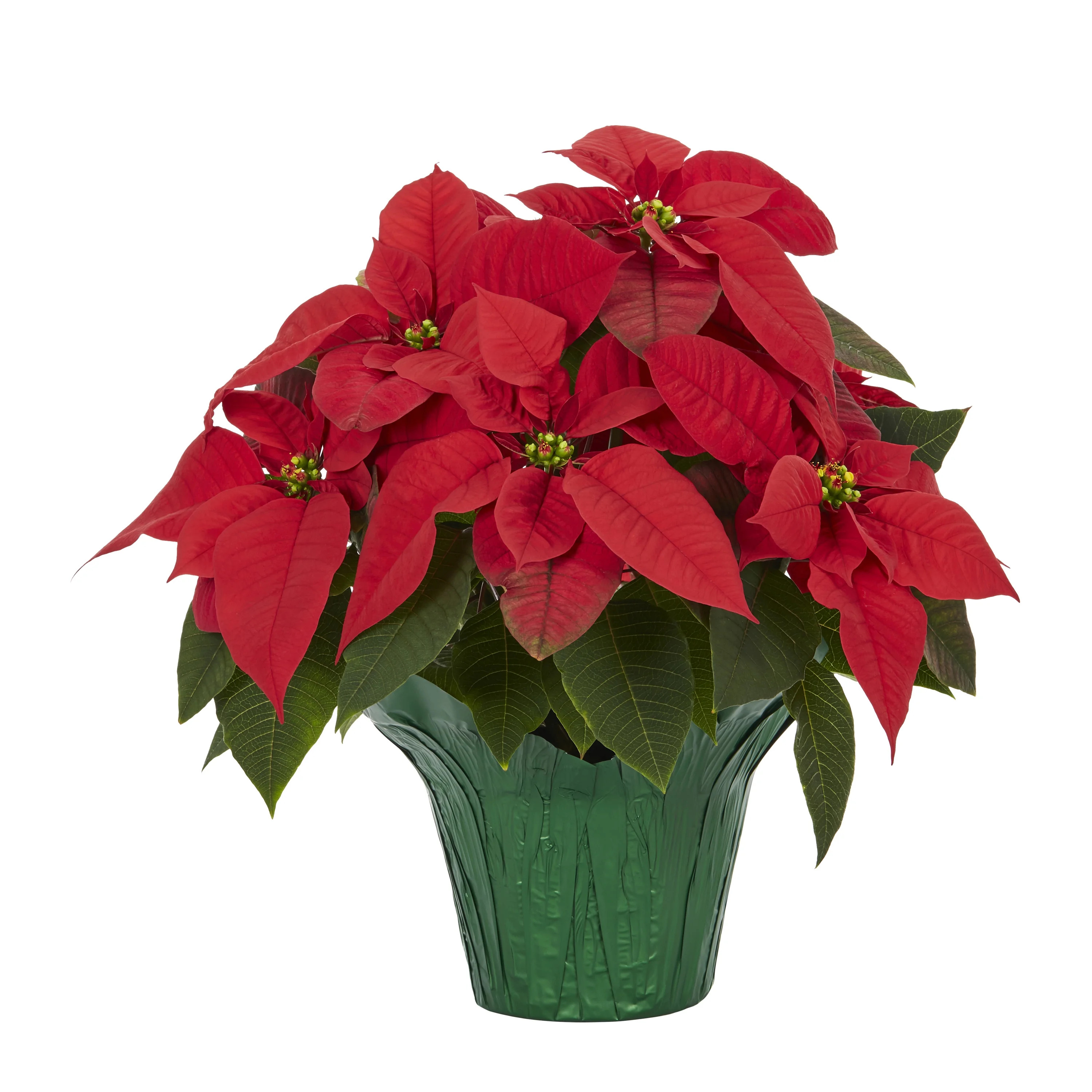Expert Gardener 1.5QT Red Poinsettia Live Plants with Decorative Green Cover for Planter - Walmar... | Walmart (US)