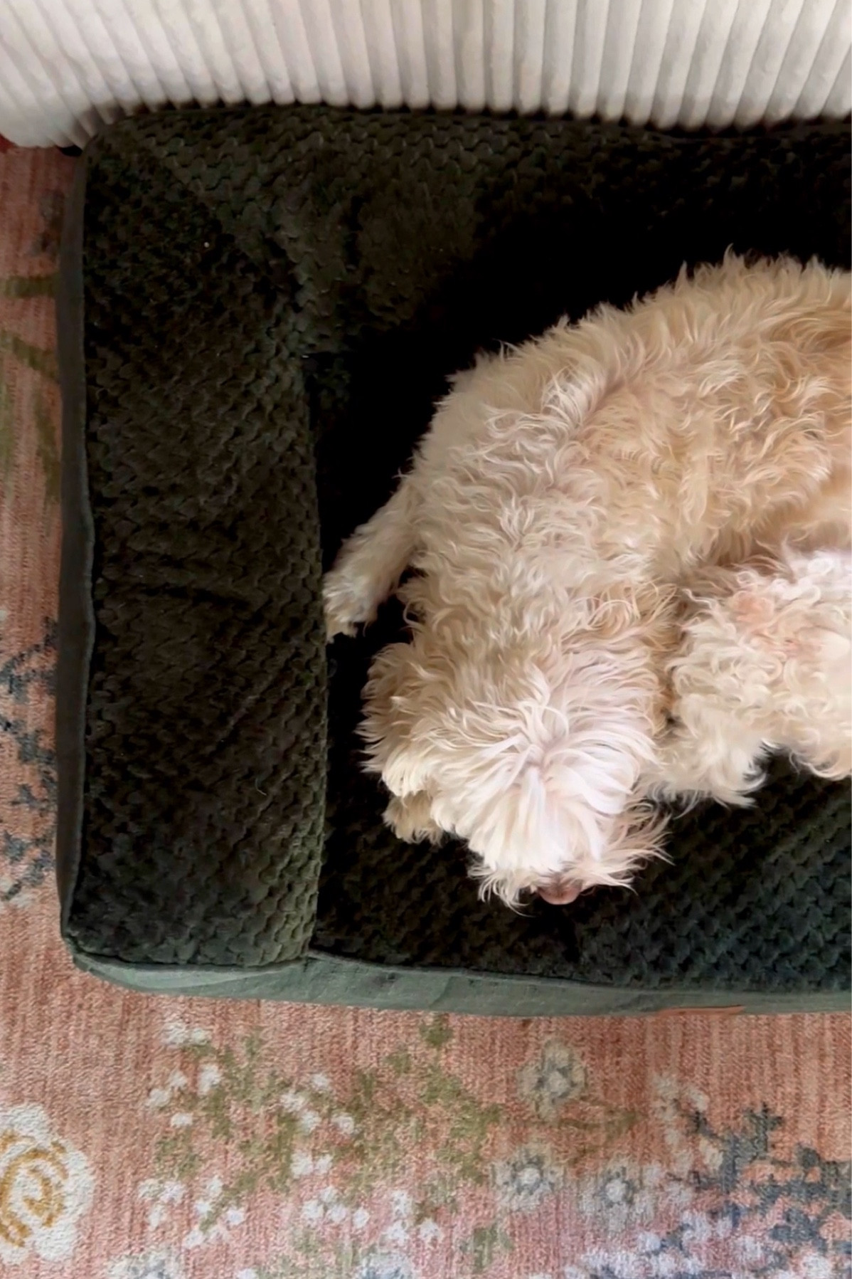 My favorite chic dog bed that is so cozy and comfy, especially for my senior dog! I love the deep green color and velvety texture! 

#LTKHome