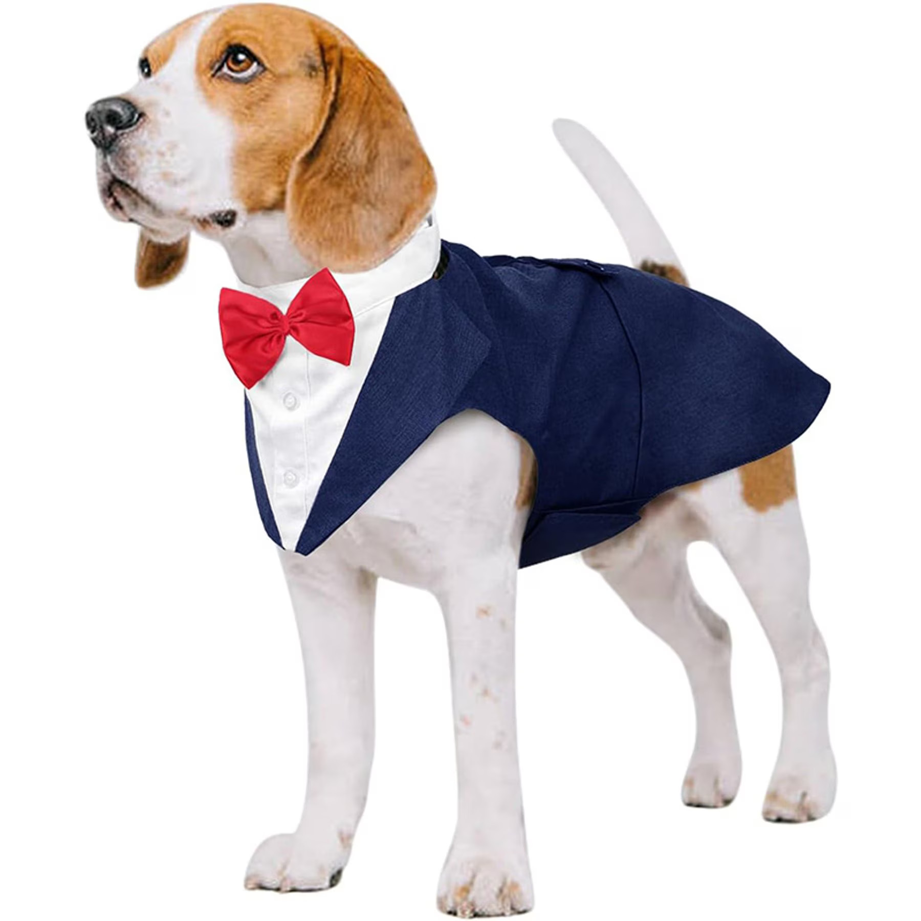 Kuoser Dog Tuxedo, Blue, Medium | Chewy