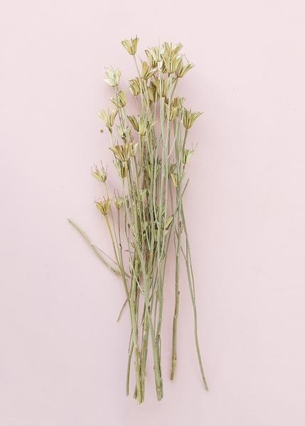 Natural Love in a Mist Bundle | Afloral (US)