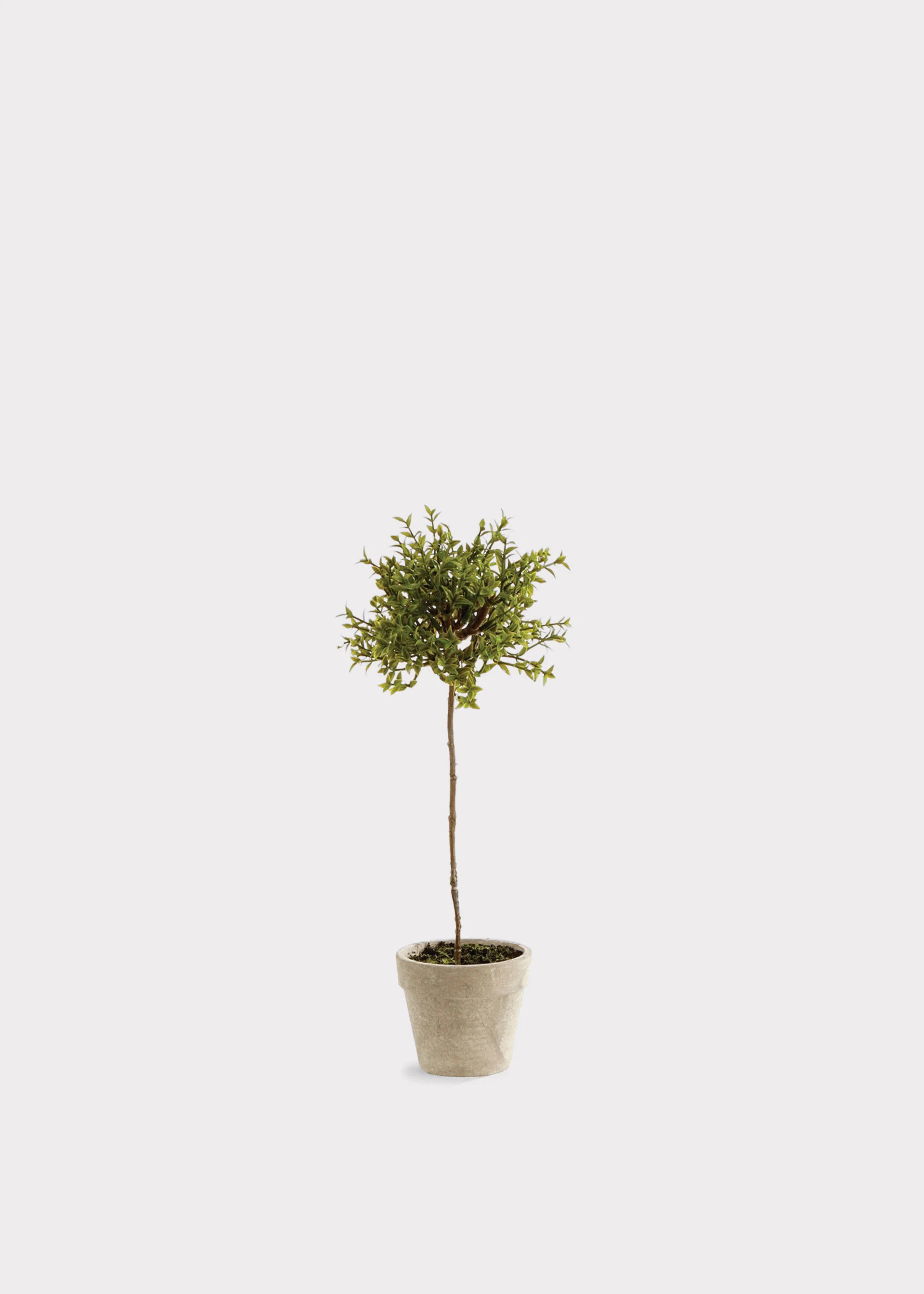 Artificial Thyme Herb Topiary Potted Plant - 13 | Afloral