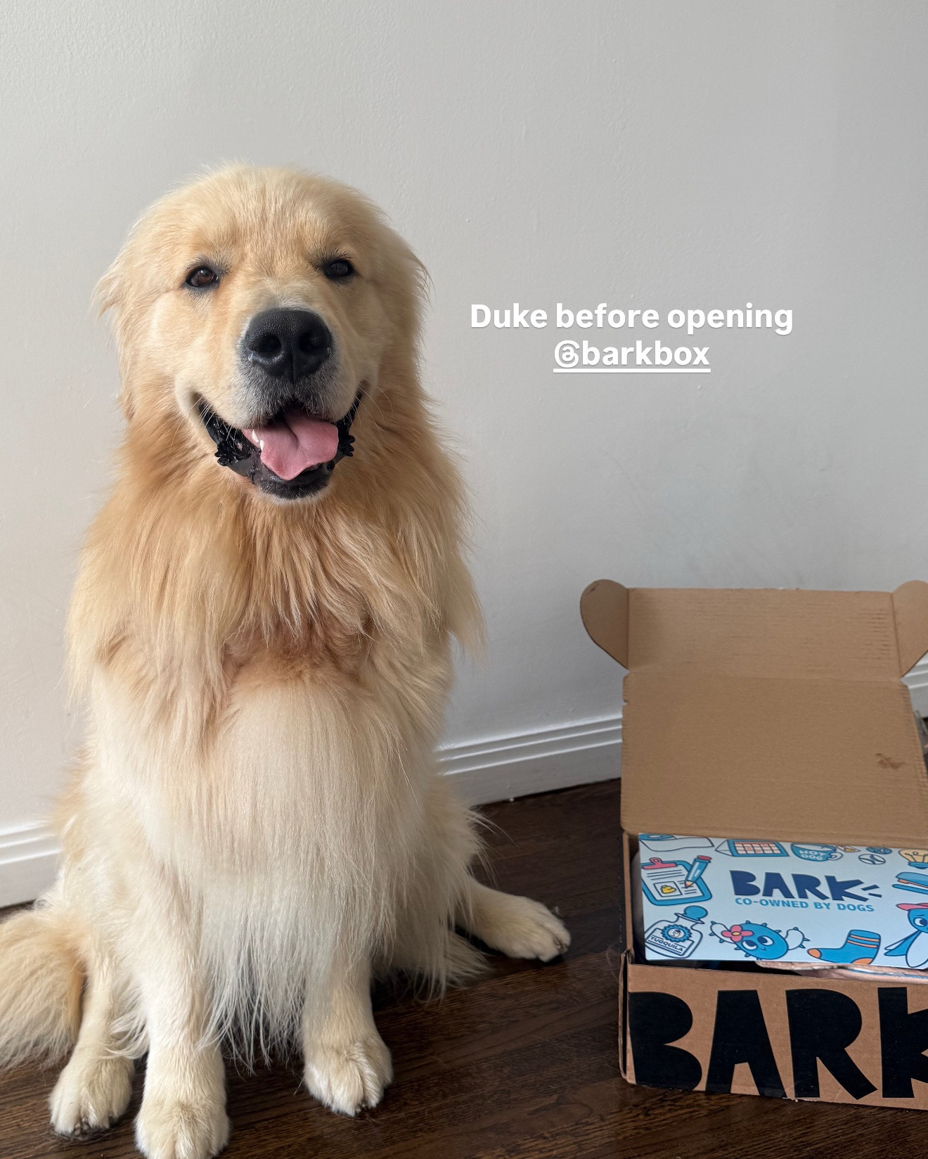 Duke opening his favorites! 

https://barkbox.pxf.io/c/116548/2911264/34203?subId1=.NTEyODMwLTExNDQ.53fb5da5-6e22-11f0-9659-9db7b6c91e96

@barkbox 
#BarkPartner
#Ad
#BarkCoOwned
#ShopDog