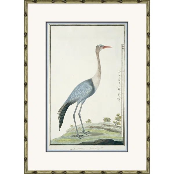 Bird Drawings, Circa 1777 by Soicher Marin | Wayfair North America