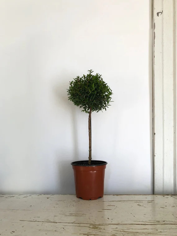 Myrtle Tree Myrtle Plant Myrtus Communis 'compacta' | Etsy | Etsy (US)