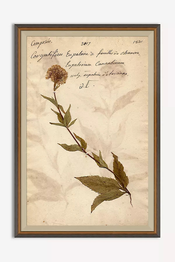 Herbarium Plant Wall Art | Anthropologie (US)