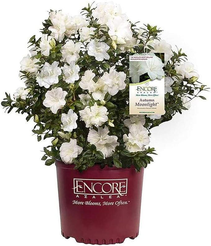 1 Gallon, Azalea Encore Autumn Moonlight, White Blooms | Amazon (US)