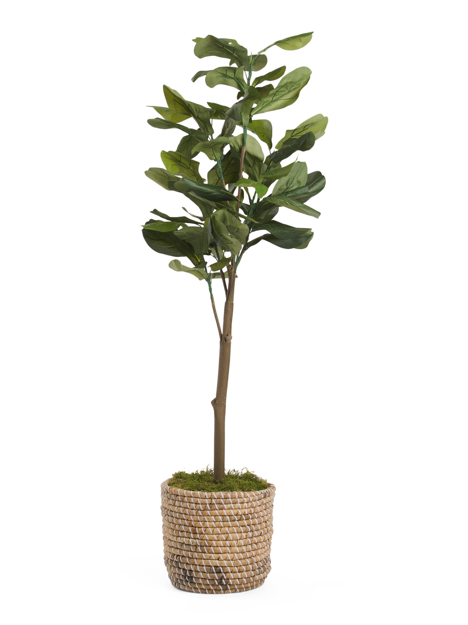 5ft Fiddle Plant In Woven Basket | TJ Maxx