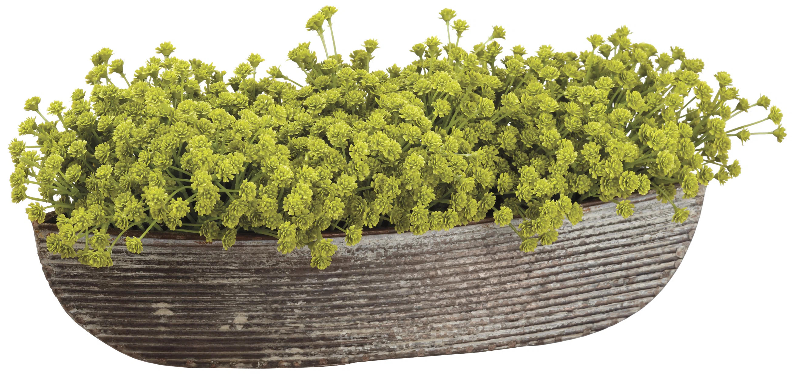 Williston Forge Baby Breath Plant in Pot & Reviews | Wayfair | Wayfair North America
