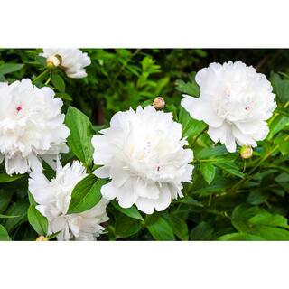 2 Gal. Peony White Live Perennial Plant (1-Pack) | The Home Depot