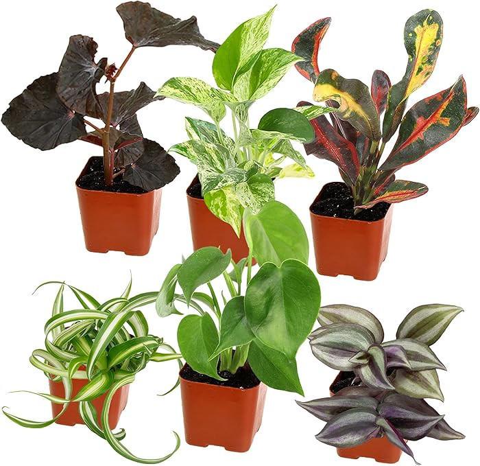 Easy to Grow Live Houseplants (Pack of 6), House Plants in Containers, Growers Choice Plant Set i... | Amazon (US)