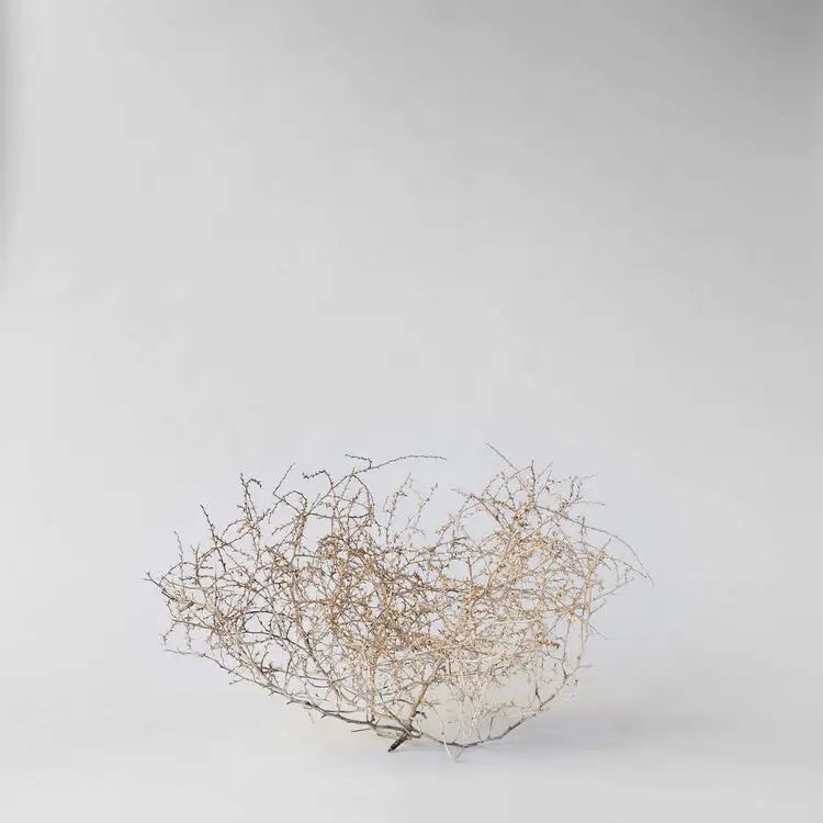 Dried Tumbleweed | Bloomist