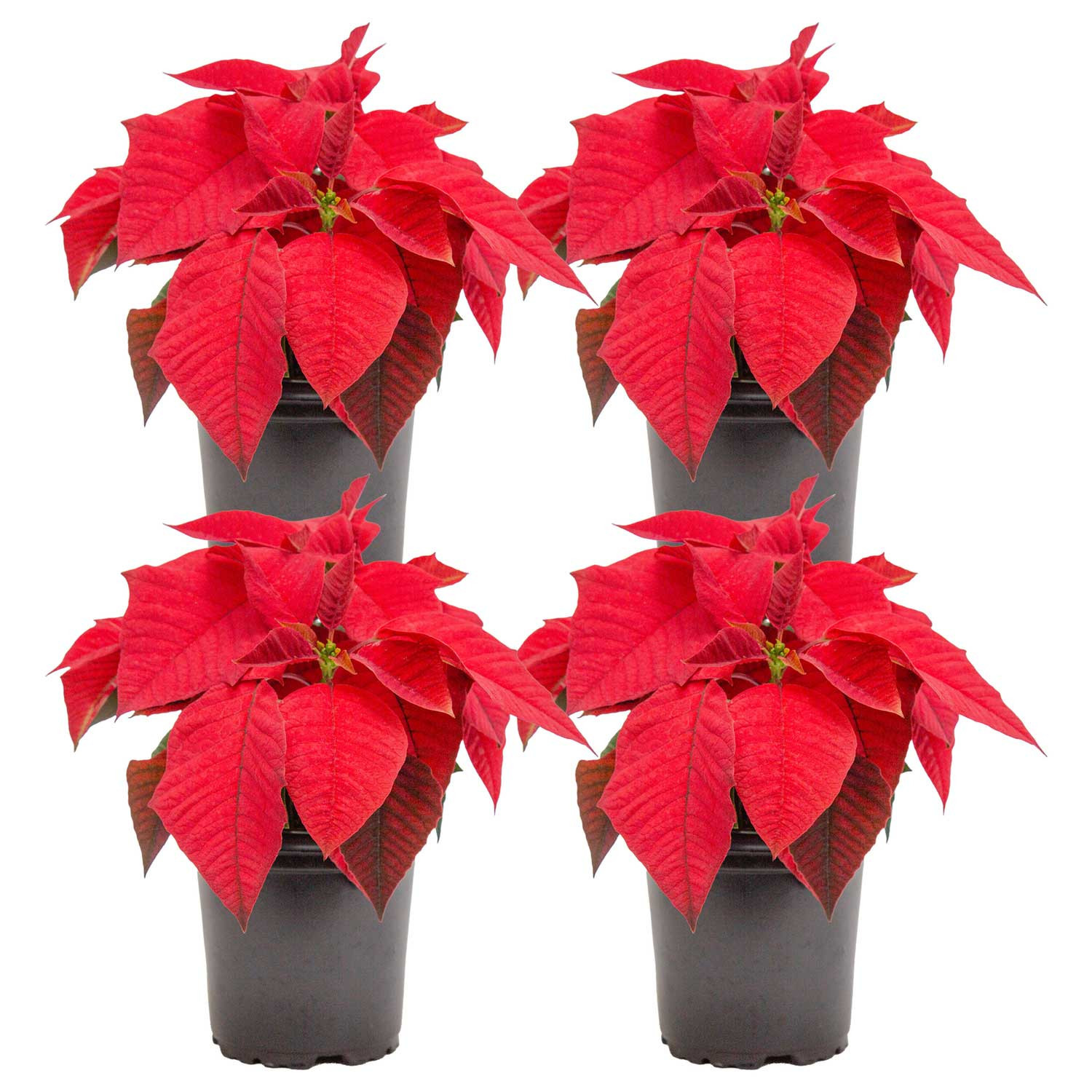 Costa Farms 1 -Pint Fresh Christmas Potted Poinsettia 4 -Pack in Black | T-POI-G-POT-04-LW | Lowe's