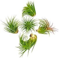 5 Large Ionantha Tillandsia Air Plant Pack - Each 2 to 3.5 Inches Long - Live Tropical House Plants  | Amazon (US)