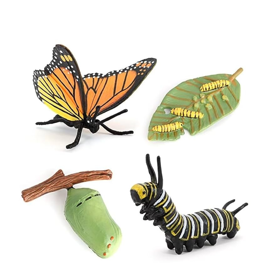 Butterfly Growth Cycle, Animal Growth Cycle Biological Model, Growth Stage Lifelike Butterfly Lif... | Amazon (US)