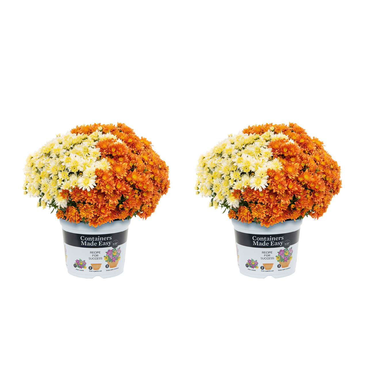 Containers Made Easy 3QT Orange White Hardy Chrysanthemum Live Plant Sun 2-Pack | Walmart (US)