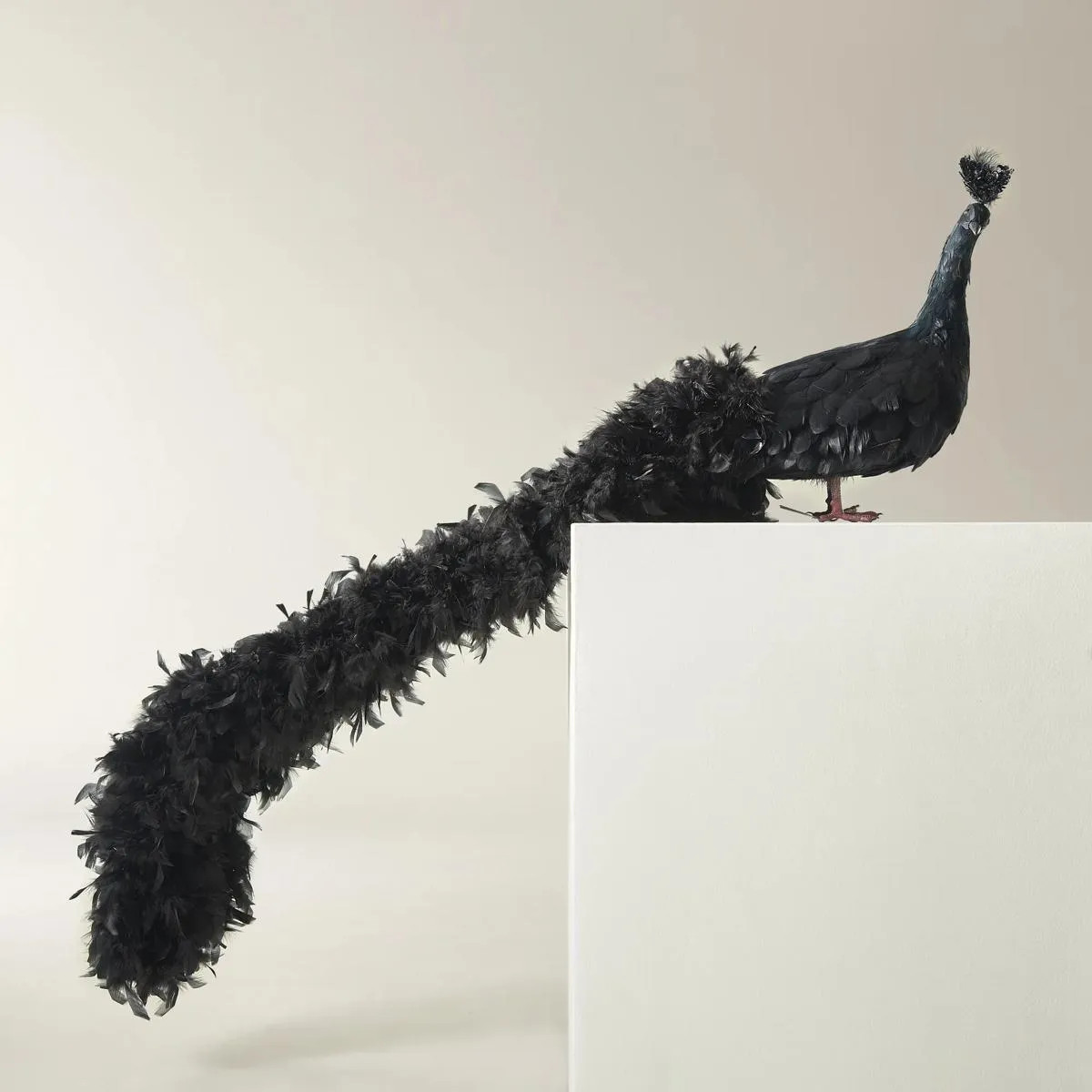Black Fancy Peacock - 60" | Z Gallerie