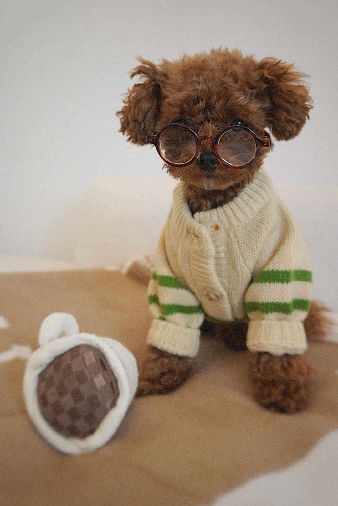 The cutest accessories for you fur baby 🌷☁️

#LTKootd #LTKSpringSale #LTKHome