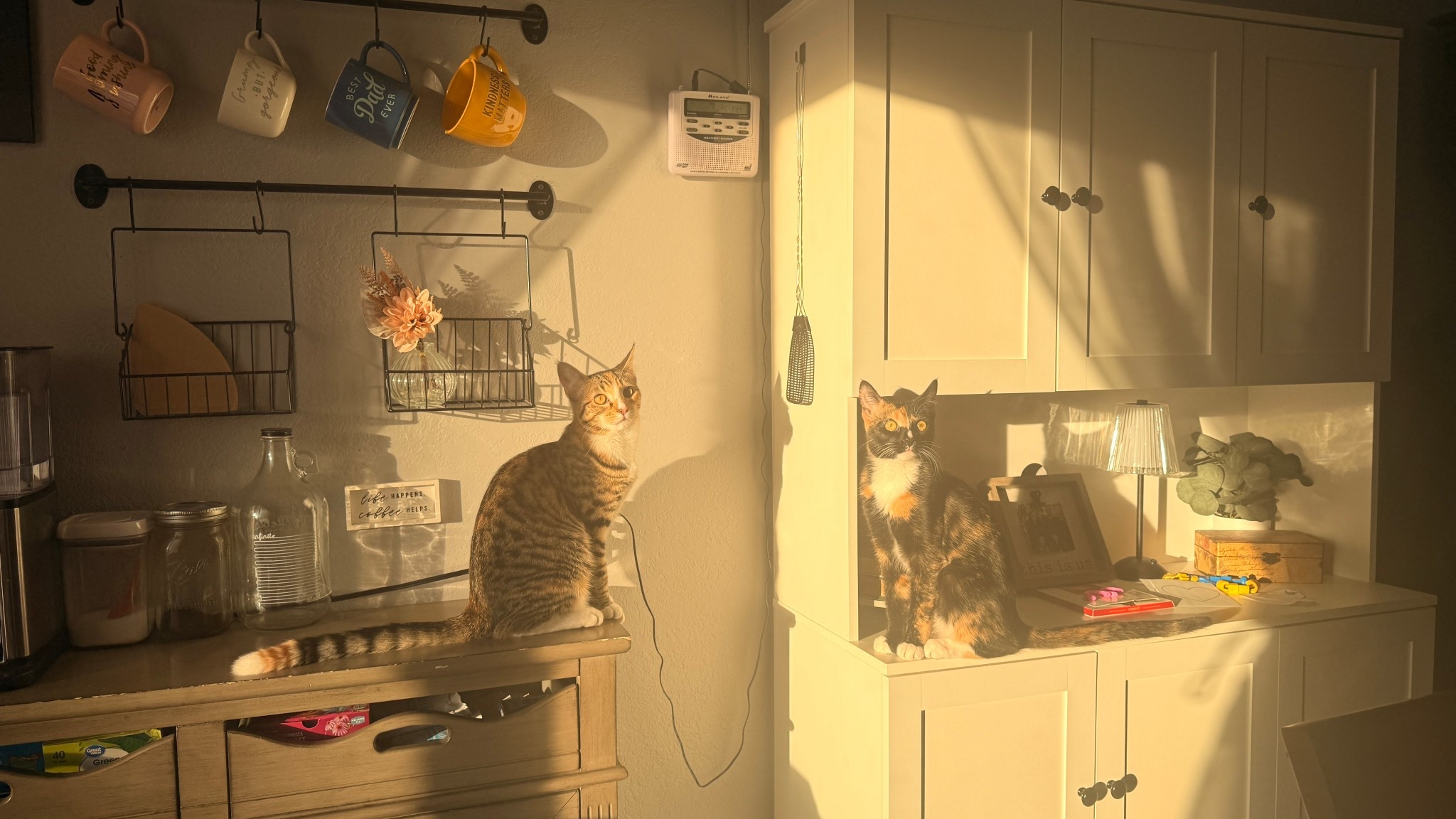 My favorite corner of the house. Waiting for my last coffee of the day to brew and loving how manageable life is with the pantry right next to the coffee bar. The cats and I are obsessed with this setup.

#LTKdayinmylife #LTKmomlife #LTKHome