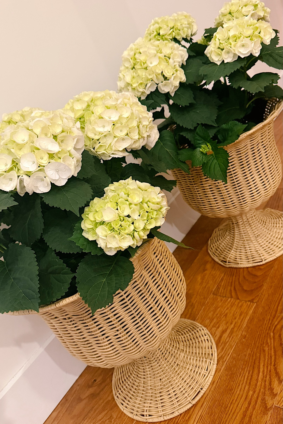 Time to bring out these gorgeous rattan planters for spring 🤍💫