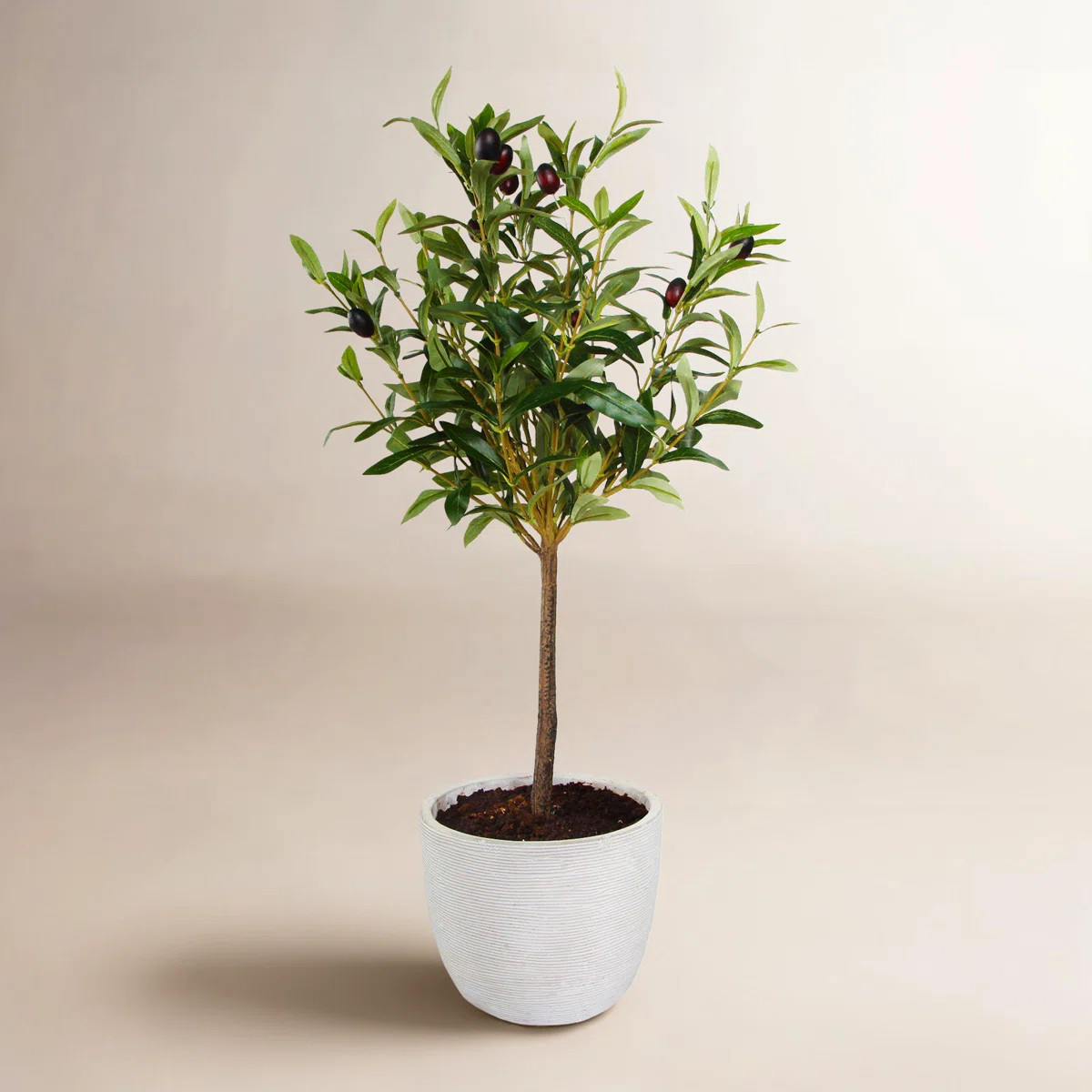 Gracie Oaks Olive Tree in Pot & Reviews | Wayfair | Wayfair North America