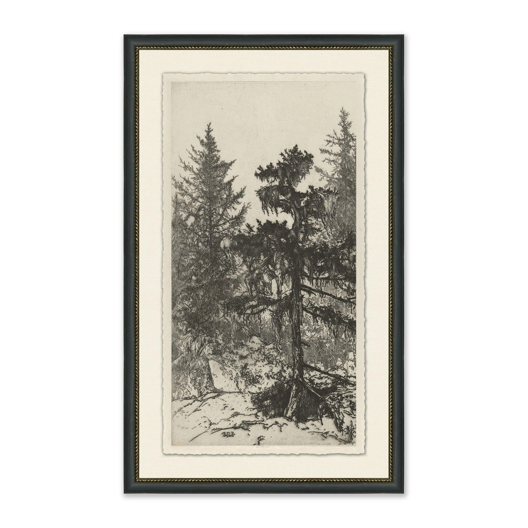 Tall Trees II | Magnolia | Magnolia