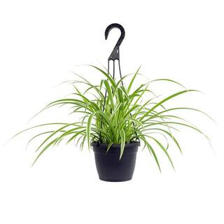 ALTMAN PLANTS 6 in. Spider Plant In Hanging Basket (Chlorophytum) 0872794 - The Home Depot | The Home Depot