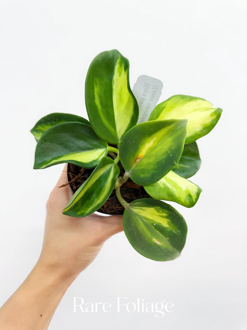 Hoya Pachyclada Inner Variegated 4” - US SELLER - Etsy | Etsy (US)