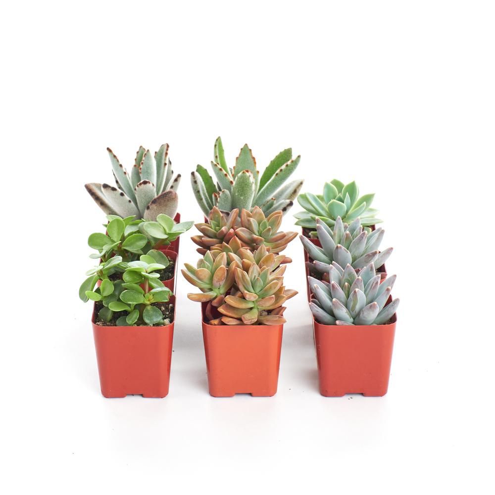 Shop Succulents 2 in. Assorted Succulent (Collection of 9) | The Home Depot