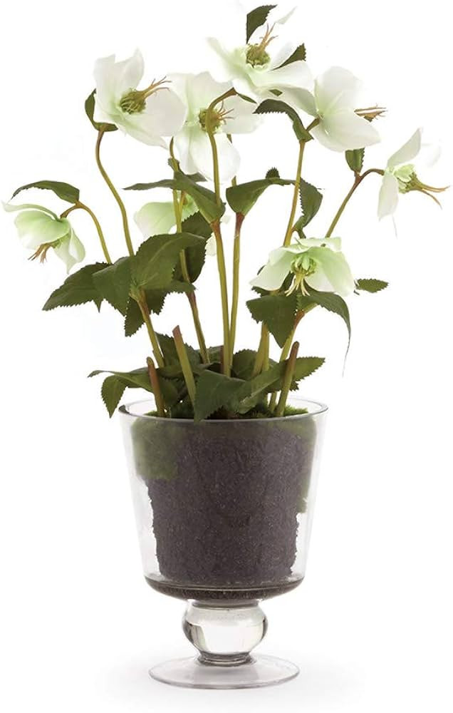 Hellebores 16" ARRNGMNT in URN WHT | Amazon (US)