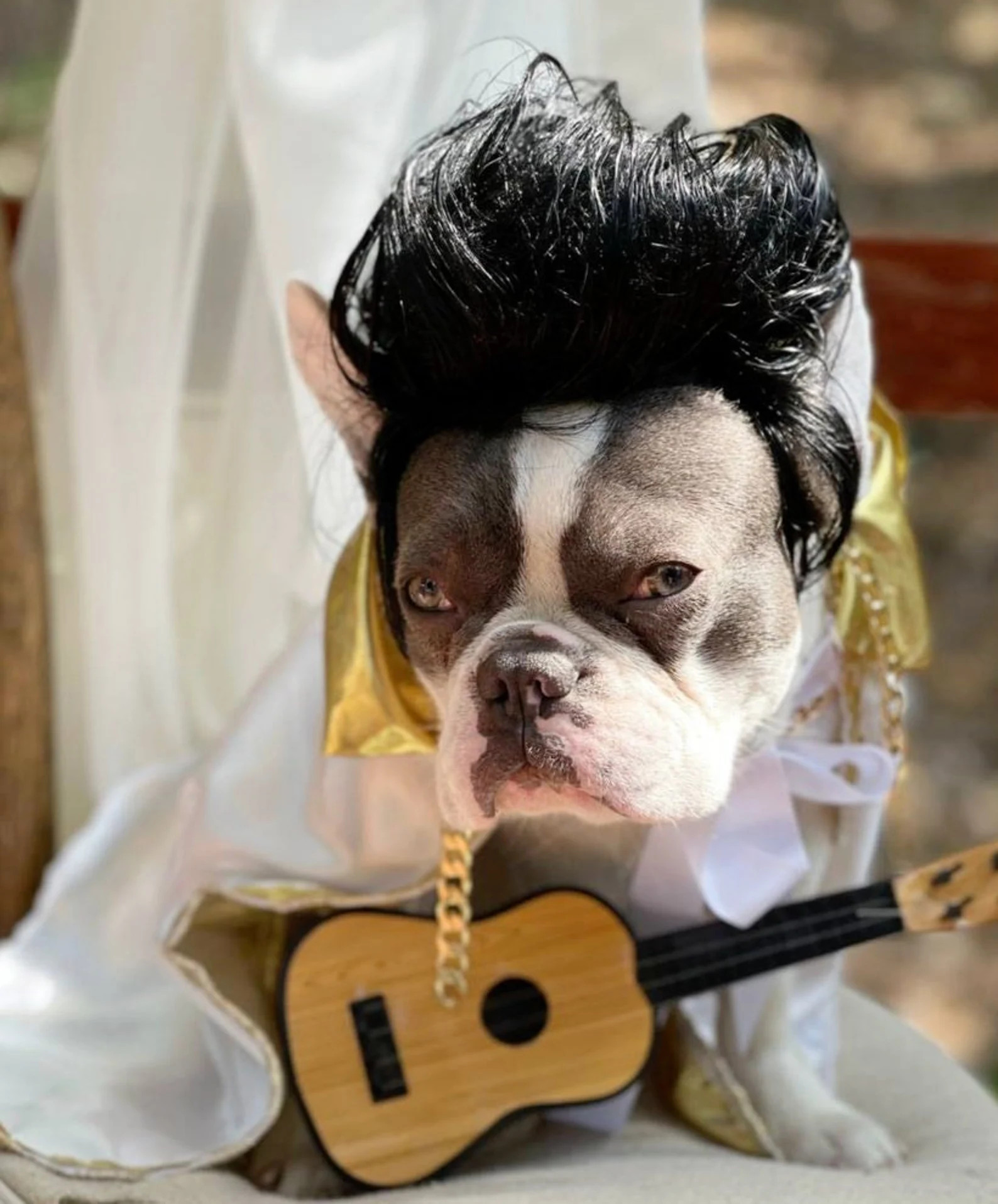 Elvis Cape / Cute Cape for Your Pet /halloween Costume Dog / - Etsy | Etsy (US)