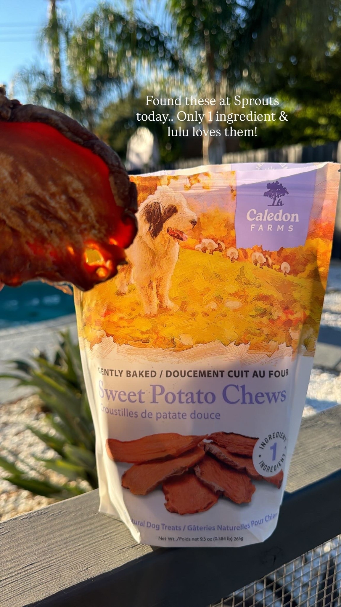 Found these 1 ingredient dog treats today! They are gently baked sweet potatoes and lumina loves them! 

#LTKFamily #LTKPets #LTKSeasonal