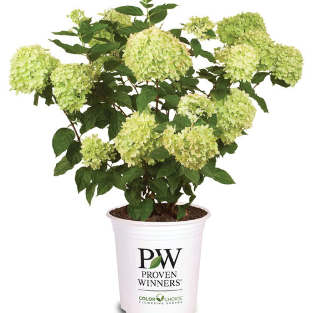 Proven Winners Little Lime Hydrangea Flowering Shrub in 2 -Gallon Pot 1 -Pack with Blooms | O46142W | Lowe's
