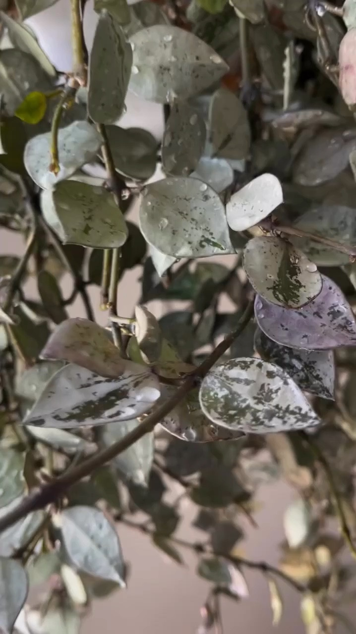 Favorite bead hanger supporting my lovely Hoya khroniana super silver  