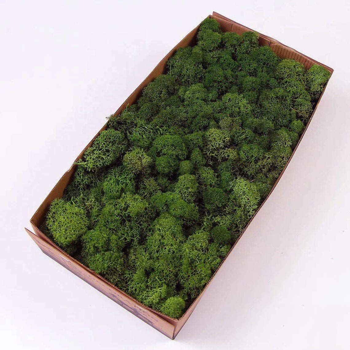 Prefleur Preserved Reindeer Moss Natural Green DIY Kit Terrariums Gardenning Art Wall Decor Flori... | Amazon (US)