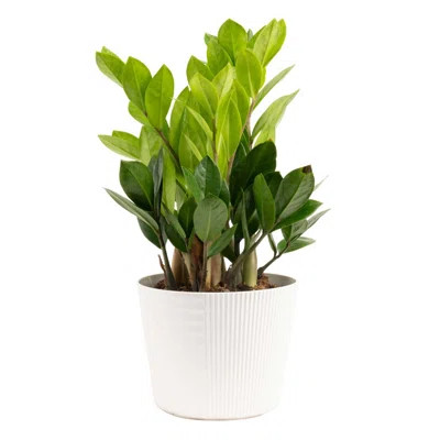 ZZ Plant in Planter | Wayfair North America