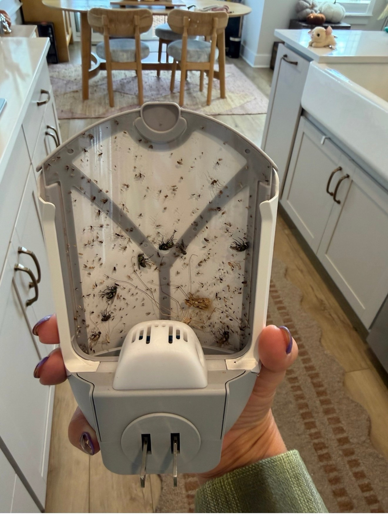 Quite literally one of my top selling items of 2025. These things are no joke they work so well!! #fruitflyseason

#LTKdayinmylife #LTKgrwm #LTKmomlife